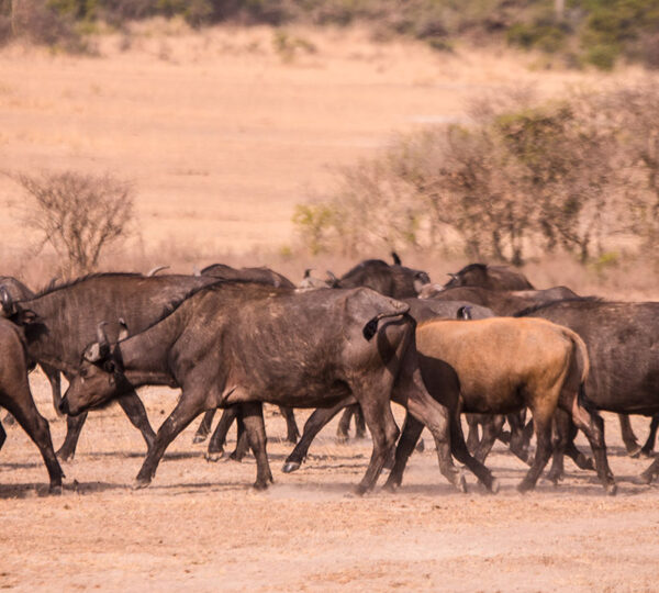 Buffalos in Murchison Falls National Park