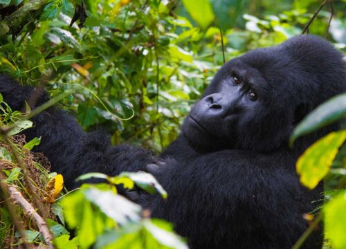 3 Day Gorilla Trekking Uganda