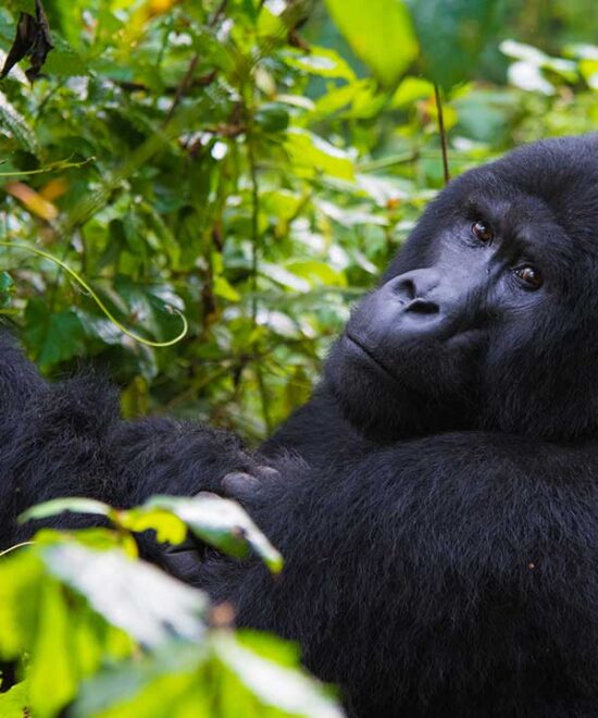 3 Day Gorilla Trekking Uganda