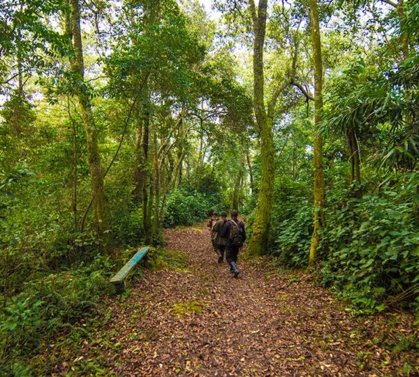 Heading for Gorilla Tracking in Bwindi National Park