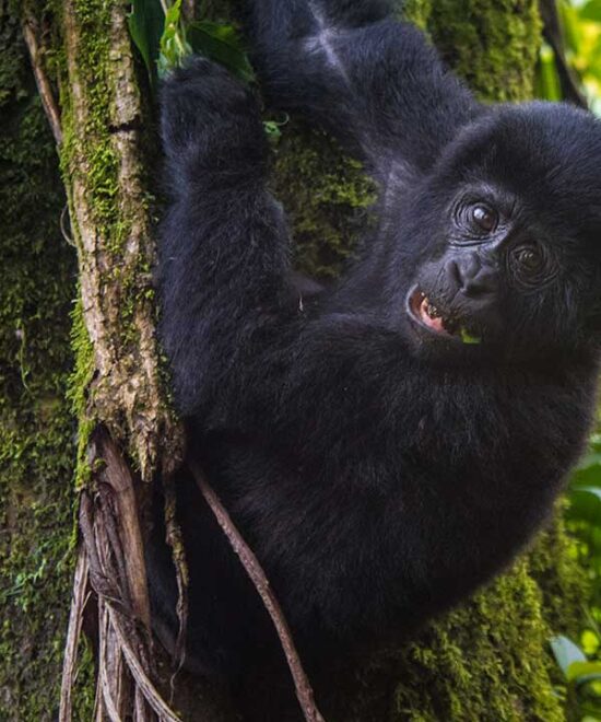 Bwindi Impenetrable National Park