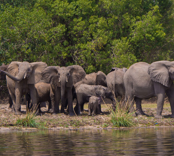 Elephants in Queen Elizabeth National Park