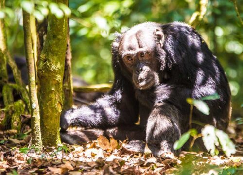 5 days Chimpanzee tracking in Kibale forest