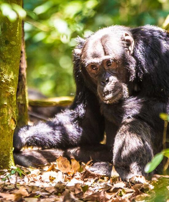 5 days Chimpanzee tracking in Kibale forest