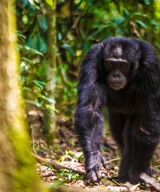 Kibale National Park