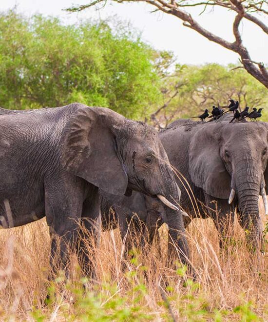 Murchison Falls National Park