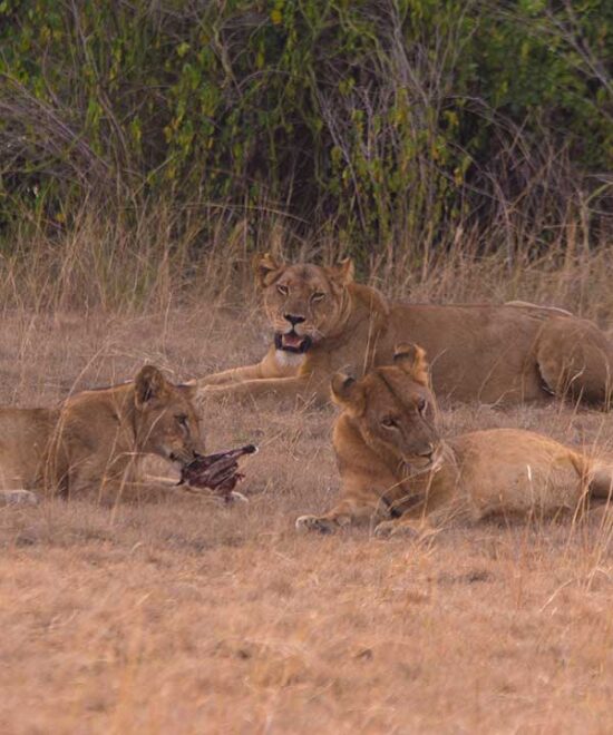 Queen Elizabeth National Park