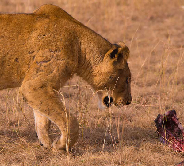 Lion Having Lunch in Queen Elizabeth National Park